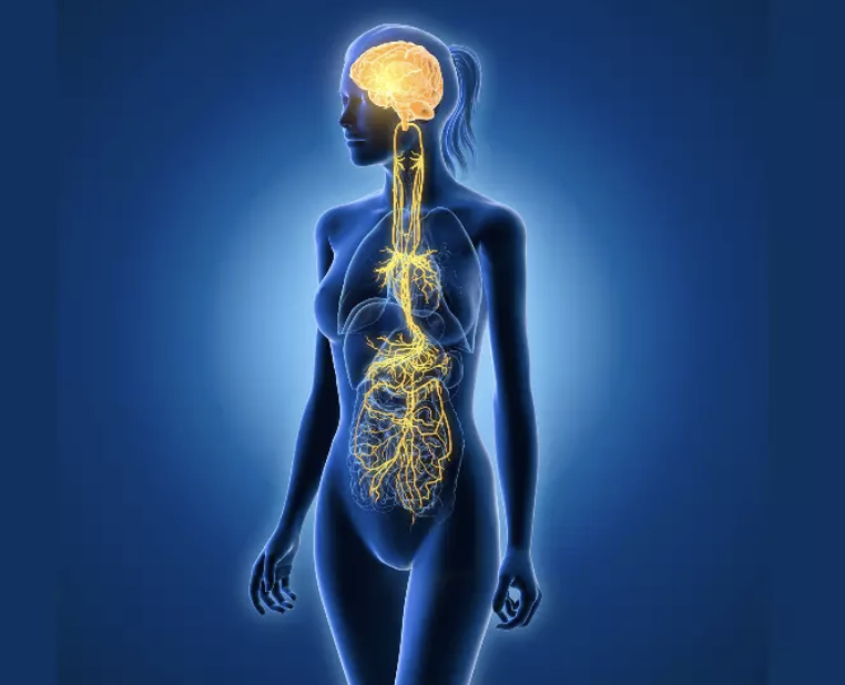 Bolygóideg stimulálás-Mik azok a szomatikus gyakorlatok, és hogyan segítenek?